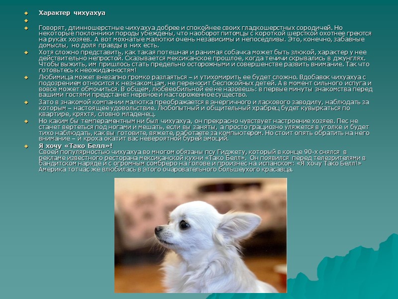 Характер чихуахуа Говорят, длинношерстные чихуахуа добрее и спокойнее своих гладкошерстных сородичей. Но Характер чихуахуа Говорят, длинношерстные чихуахуа добрее и спокойнее своих гладкошерстных сородичей. Но